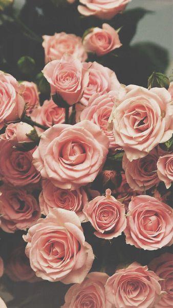 玫瑰玫瑰我爱你！原来它可以令你重塑健康美！