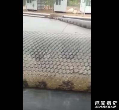 水库炸出1吨巨蟒成为世界第一巨蟒