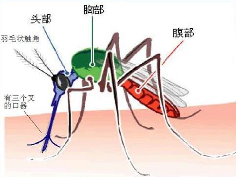 什么血型招蚊子？ 到底什么样的人更容易招蚊子？