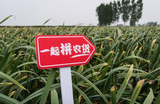 拼多多黄峥两万字分享中,最值得记住的10句话