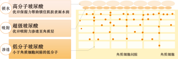 瞩目新品Hyalu Millefeuille（靡露绯）全新进入中国