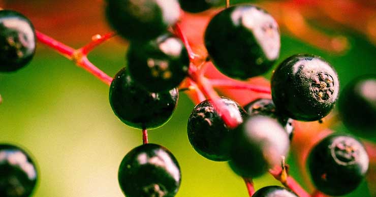 接骨木莓果的特殊营养价值和对肌肤的两大好处