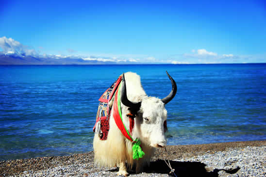 西藏最神秘的十大湖泊，每个传说都让你惊心动魄……